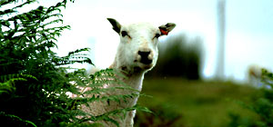 sheep